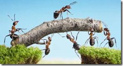 EFFECTIVE TEAM BUILDING