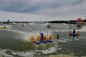 Pelatihan Budidaya Tambak Ikan atau Udang