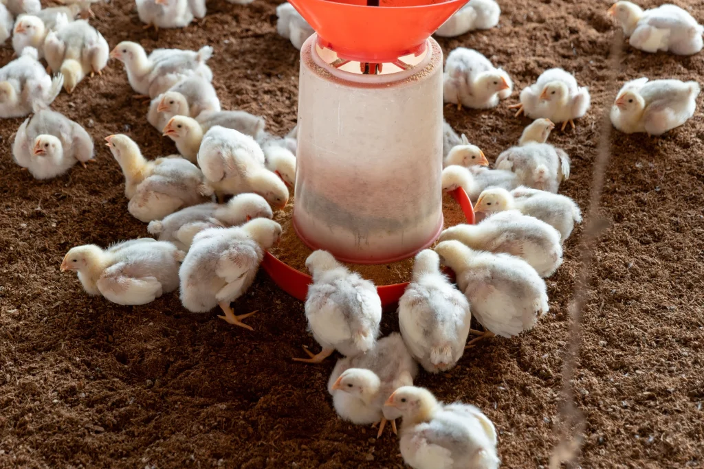 BUDIDAYA AYAM PETELUR: PANDUAN LENGKAP MEMULAI USAHA HINGGA MENINGKATKNA PRODUKTIVITAS