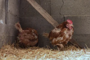 MENCEGAH PENYAKIT PADA AYAM PETELUR DENGAN MANAJEMEN KANDANG YANG BAIK 