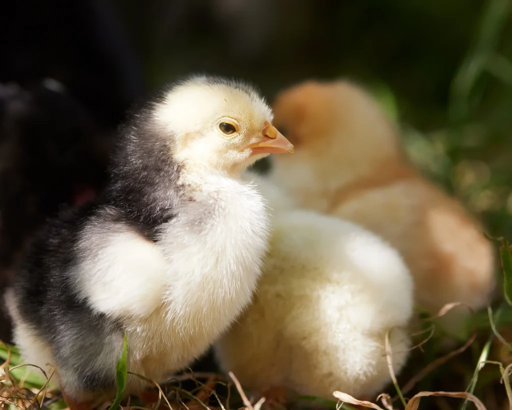 RAHASIA MEMILIH BIBIT AYAM PETELUR BERKUALITAS UNTUK PRODUKSI TELUR MAKSIMAL