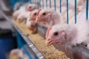 STRATEGI MANAJEMEN PAKAN AYAM PETELUR AGAR PRODUKSI TETAP STABIL