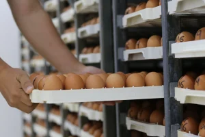 [LENGKAP] CARA MENGELOLA PRODUKSI TELUR AYAM DARI PENGUMPULAN HINGGA PENYIMPANAN