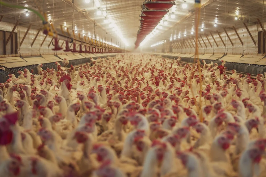 MANAJEMEN KANDANG AYAM PETELUR: SUHU, VENTILASI, DAN PENCAHAYAAN 