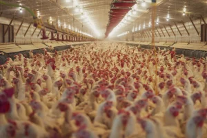 MANAJEMEN KANDANG AYAM PETELUR: SUHU, VENTILASI, DAN PENCAHAYAAN