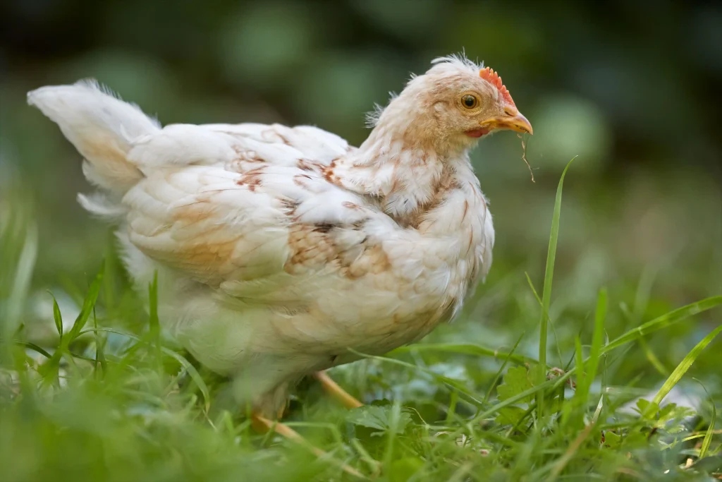 MEMAHAMI 5 FASE PRODUKSI AYAM PETELUR DARI PULLET HINGGA MASA AFKIR