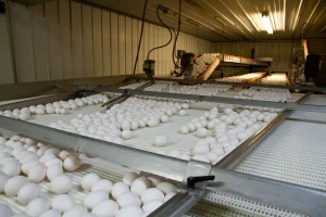 PENTINGNYA PENCATATAN PRODUKSI DALAM PENGELOLAAN PETERNAKAN AYAM PETELUR