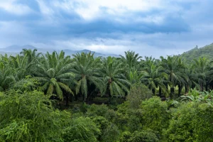 6 PRINSIP PENGELOLAAN KEBUN KELAPA SAWIT BERKELANJUTAN