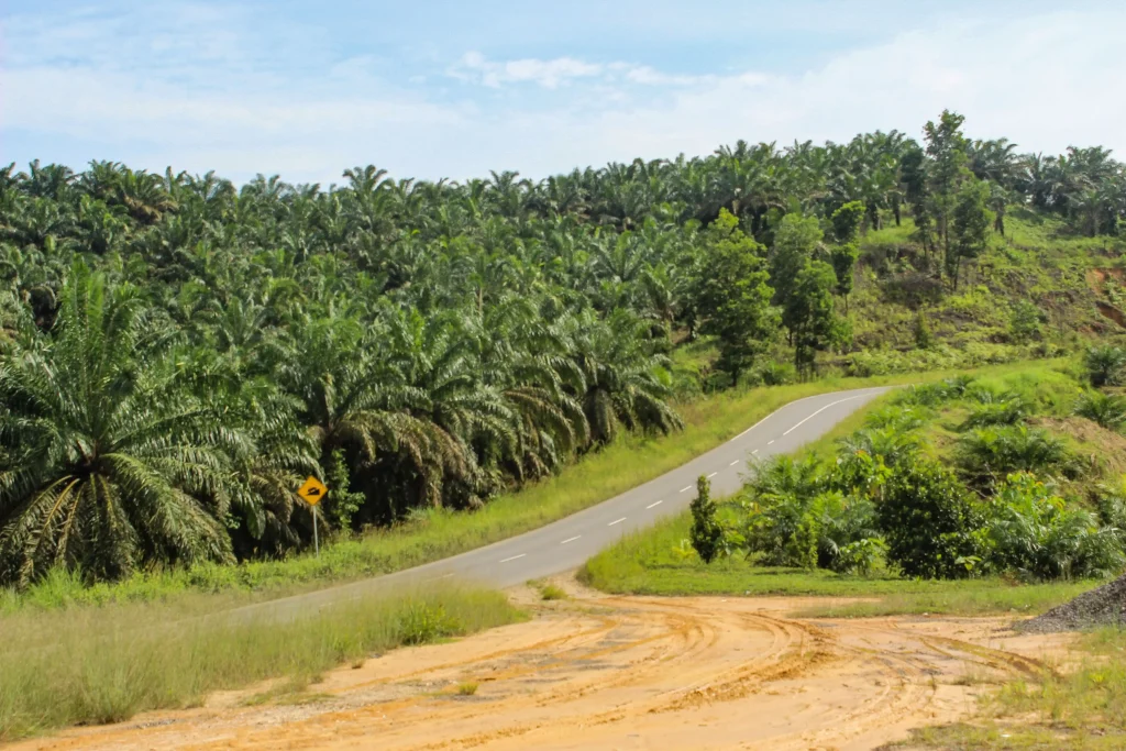 BAGAIMANA MENINGKATKAN PRODUKTIVITAS KELAPA SAWIT DAN LAHAN YANG SUDAH ADA?