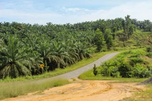 BAGAIMANA MENINGKATKAN  PRODUKTIVITAS KELAPA SAWIT DAN LAHAN YANG SUDAH ADA